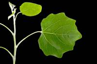 Peuplier tremble - Rameau avec feuilles (Populus tremula)